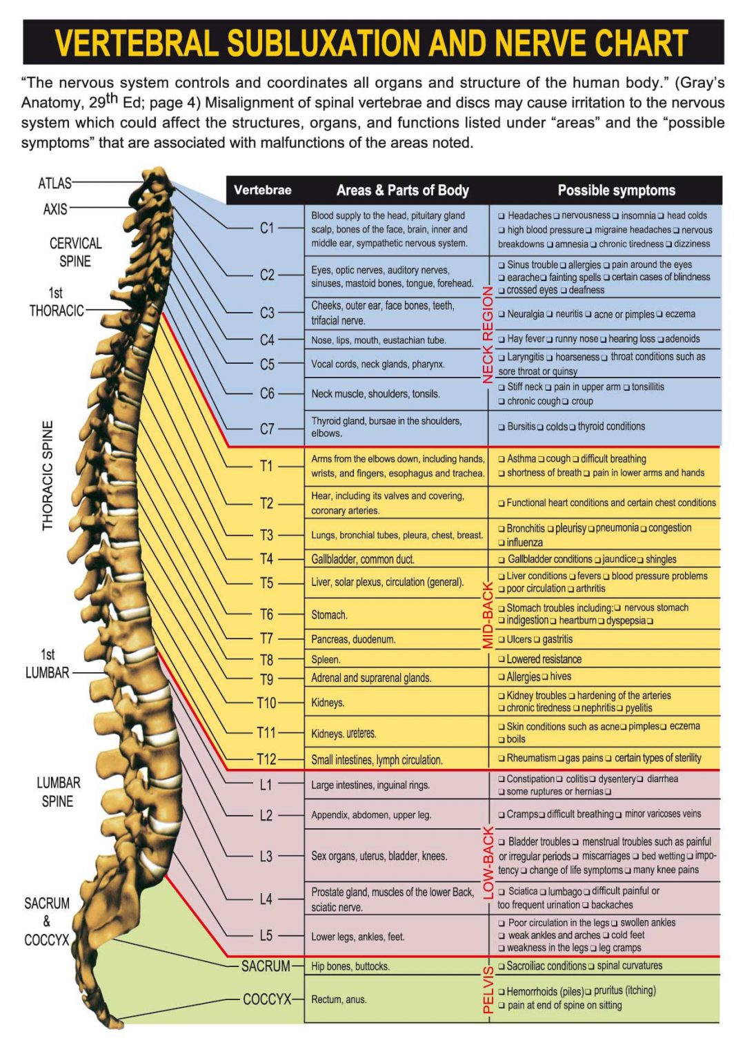 Spinal Nerve Function Chart Pdf